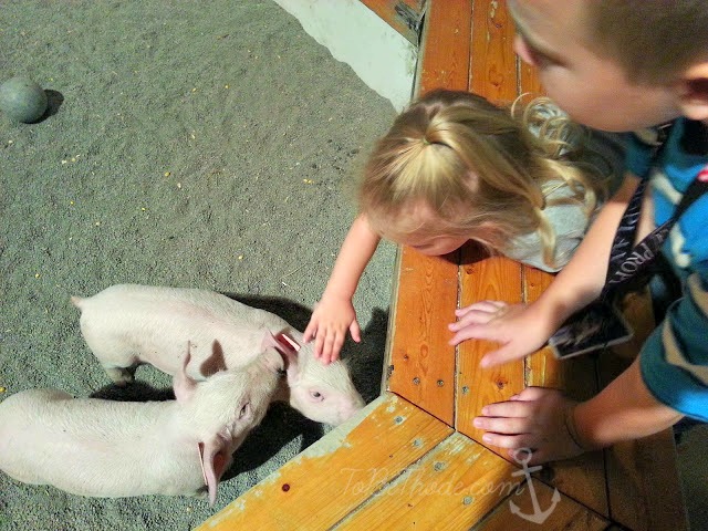kids and pigs