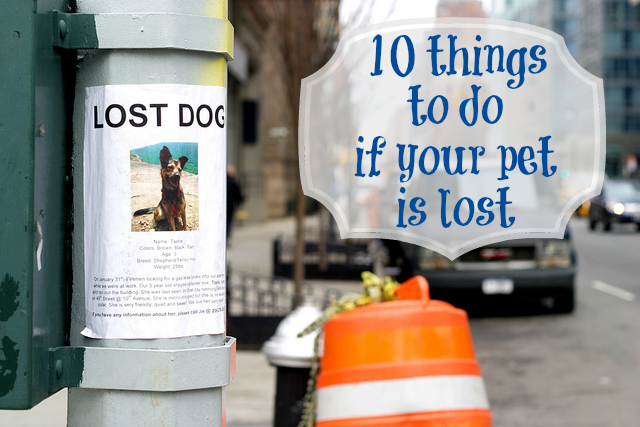 lost pet signs