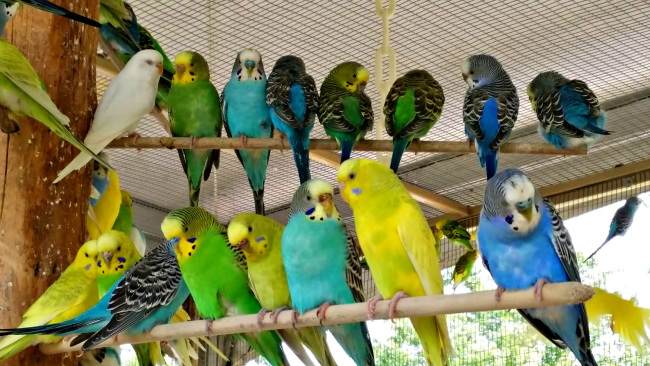 parakeet feeding grants farm
