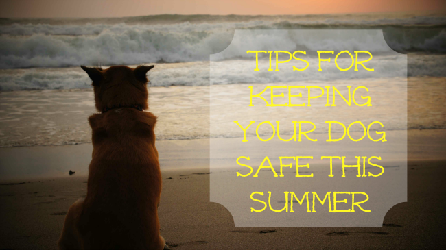 summer dog tips