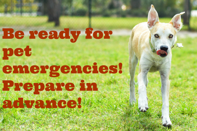 prepare pet emergencies
